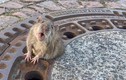 Video: Điều cả biệt đội cứu hộ để giải cứu một...con chuột béo mắc kẹt