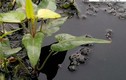 Khảo sát nơi trồng rau Hà Nội: Kinh hoàng nguồn nước bẩn