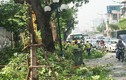 Lãnh đạo công ty Cây xanh nói gì vụ tỉa cây gây tắc đường Hà Nội?
