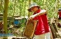 Quảng Ngãi: Bác tin đồn đàn ong bu dồn lại khiến lúa...lép hạt