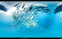 Hé lộ “thủy cung” đẹp mê người của các loài vật biển