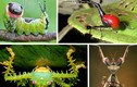 Chiêm ngưỡng côn trùng kỳ dị bậc nhất thế giới