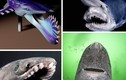 10 loài cá mập “sát thủ” nhất đại dương