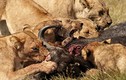 Những trận chiến đẫm máu của động vật (7)
