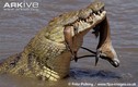 Cận cảnh cú đớp chết chóc của cá sấu khủng (5)