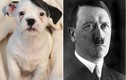 Phát sốt với chú chó y hệt trùm Phát xít Hitler