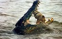 Cận cảnh cú đớp chết chóc của cá sấu khủng (8) 