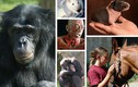 Những động vật hành xử giống hệt người