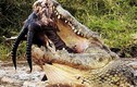 Cận cảnh cú đớp chết chóc của cá sấu khủng (9) 