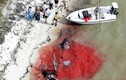Kinh hoàng máu xác cá voi nhuộm đỏ bờ biển 