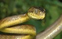 Loài rắn khiến cả nước Mỹ "điên đảo"