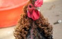 Chú gà thành “sao” nhờ bộ lông 1- 0 - 2