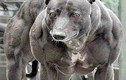 Phát sốt với những chú chó cơ bắp khủng nhất thế giới