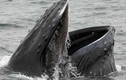 10 khám phá gây sốc về cá voi