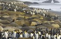 Cuộc xâm lăng kinh hoàng của chim cánh cụt và hải cẩu