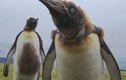 Những chú chim cánh cụt hoàng đế ngoài hành tinh
