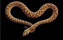 Chiêm ngưỡng các tác phẩm tuyệt đẹp tạo nên từ rắn