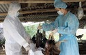 Khẩn cấp chặn dịch cúm H7N9 xâm nhập vào Việt Nam