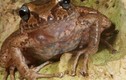 Giáp mặt các loài ếch cực dị vùng Haiti