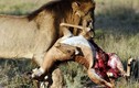 Đọc vị chiêu săn mồi đẫm máu của sư tử châu Phi