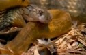 Hãi hùng hổ mang chúa nuốt chửng rắn cực độc châu Phi
