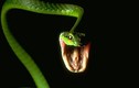 Tại sao loài rắn lại là sát thủ độc?