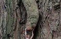 Điểm danh những thân cây quái đản nhất hành tinh (4)