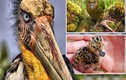 Điểm mặt những quái chim có nguy cơ tuyệt chủng