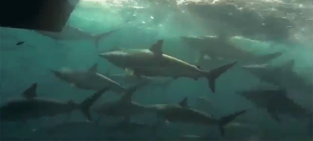 Khiếp vía cảnh bị hàng trăm cá mập rượt