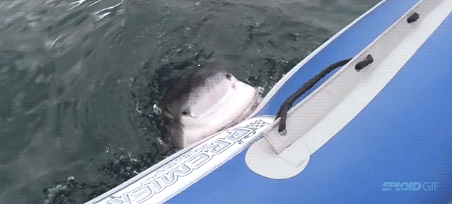Hãi hùng cá mập trắng tấn công thuyền
