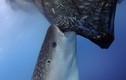 Ảnh động vật tuần: Cá mập voi cướp cá của ngư dân