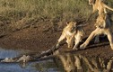 Sư tử khát nước bị cá sấu dọa cho khiếp vía