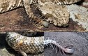 Kỳ dị rắn độc có sừng, đuôi giống nhện 