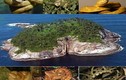 Kinh hoàng đảo rắn độc bậc nhất thế giới