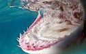 Ảnh động vật tuần: Hàm răng kinh khủng của cá mập