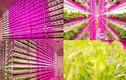 Thán phục công nghệ trồng rau siêu nhanh, tiết kiệm