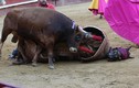 “Tận mục” cảnh bò điên cuồng húc chết ngựa