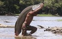 Cá “khổng lồ” ở sông Amazon sắp tuyệt chủng