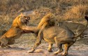 Cảnh tàn khốc sư tử đực quyết chiến cùng tình địch