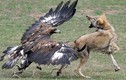 Đại bàng giết thịt chó sói - ảnh ấn tượng nhất tuần
