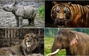 Top động vật hoang dã đáng gờm của Ấn Độ