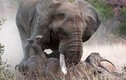 Tê giác mẹ bỏ mạng vì cứu con khỏi voi dữ
