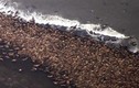 35.000 con hải mã tụ họp khiến giới khoa học hoảng sợ