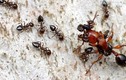 Khám phá khó tin nhưng có thật về loài kiến (1)