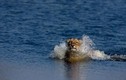 Kỳ thú xem sư tử con tập bơi