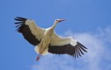 Hạc trắng ở Ba Lan - loài chim đẹp tiễn đưa vong hồn