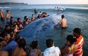 Cá voi xanh khổng lồ chết thảm dù được cứu