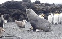 Clip sốc: Hải cẩu cưỡng ép chim cánh cụt quan hệ 