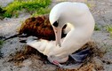 “Cụ” chim hoang dã đẻ trứng thứ 36 ở tuổi 63   