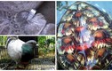 Chim, rùa gắn định vị, ký tự “lạ” lạc vào Việt Nam